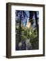 El Capitan reflected on Merced River, Yosemite National Park, California-Adam Jones-Framed Photographic Print