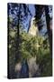El Capitan reflected on Merced River, Yosemite National Park, California-Adam Jones-Stretched Canvas