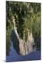 El Capitan reflected on Merced River, Yosemite National Park, California-Adam Jones-Mounted Photographic Print