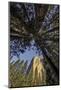 El Capitan through pine trees, Yosemite National Park, California-Adam Jones-Mounted Photographic Print