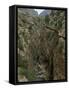 El Chorro Gorge and the Old Catwalk, Malaga Province, Andalucia, Spain, Europe-Maxwell Duncan-Framed Stretched Canvas