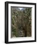 El Chorro Gorge and the Old Catwalk, Malaga Province, Andalucia, Spain, Europe-Maxwell Duncan-Framed Photographic Print