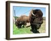 El Duque, Right, a 7-Year-Old Bison Weighing Nearly 2,000 Pounds, Contemplates His Share of Grain-Nancy Palmieri-Framed Photographic Print