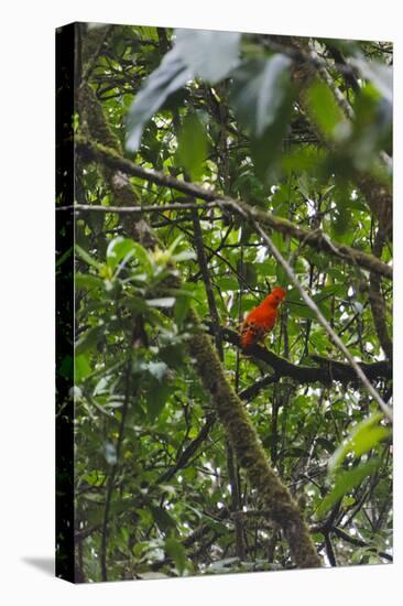 El Gallito de las Rocas O Tunqui (Rupicola Peruviana), Guyana-Keren Su-Stretched Canvas