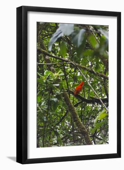 El Gallito de las Rocas O Tunqui (Rupicola Peruviana), Guyana-Keren Su-Framed Photographic Print