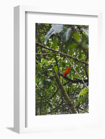 El Gallito de las Rocas O Tunqui (Rupicola Peruviana), Guyana-Keren Su-Framed Photographic Print