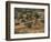 El Geneina, Darfur, Western Sudan, Sudan, Africa-Liba Taylor-Framed Photographic Print