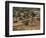 El Geneina, Darfur, Western Sudan, Sudan, Africa-Liba Taylor-Framed Photographic Print