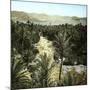 El-Kantara (Algeria), View of the Oasis-Leon, Levy et Fils-Mounted Photographic Print