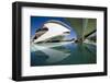 El Palau De Les Arts Reina Sofia, City of Arts and Sciences (Ciudad De Las Artes Y Las Ciencias)-Lee Frost-Framed Photographic Print