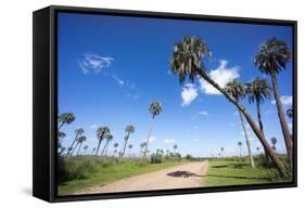 El Palmar Parque National, Where the Last Palm Yatay Can Be Found, Argentina-Peter Groenendijk-Framed Stretched Canvas