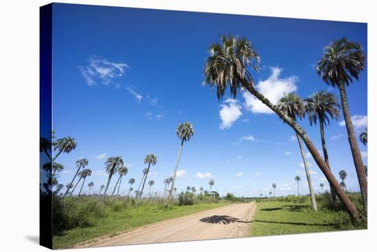 El Palmar Parque National, Where the Last Palm Yatay Can Be Found, Argentina-Peter Groenendijk-Stretched Canvas