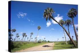 El Palmar Parque National, Where the Last Palm Yatay Can Be Found, Argentina-Peter Groenendijk-Stretched Canvas
