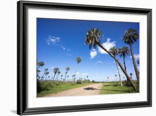 El Palmar Parque National, Where the Last Palm Yatay Can Be Found, Argentina-Peter Groenendijk-Framed Photographic Print