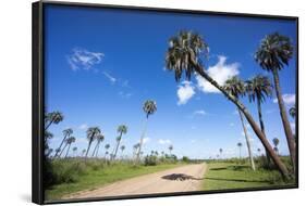 El Palmar Parque National, Where the Last Palm Yatay Can Be Found, Argentina-Peter Groenendijk-Framed Photographic Print