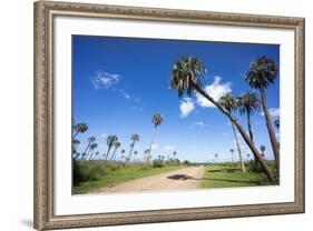 El Palmar Parque National, Where the Last Palm Yatay Can Be Found, Argentina-Peter Groenendijk-Framed Photographic Print