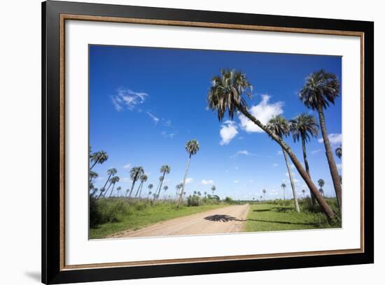 El Palmar Parque National, Where the Last Palm Yatay Can Be Found, Argentina-Peter Groenendijk-Framed Photographic Print