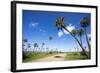 El Palmar Parque National, Where the Last Palm Yatay Can Be Found, Argentina-Peter Groenendijk-Framed Photographic Print