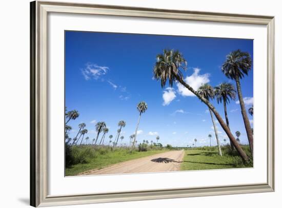 El Palmar Parque National, Where the Last Palm Yatay Can Be Found, Argentina-Peter Groenendijk-Framed Photographic Print