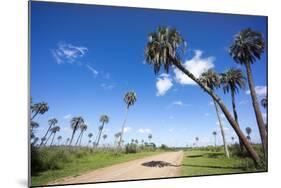 El Palmar Parque National, Where the Last Palm Yatay Can Be Found, Argentina-Peter Groenendijk-Mounted Photographic Print