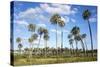 El Palmar Parque National, Where the Last Palm Yatay Can Be Found, Argentina-Peter Groenendijk-Stretched Canvas