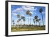 El Palmar Parque National, Where the Last Palm Yatay Can Be Found, Argentina-Peter Groenendijk-Framed Photographic Print