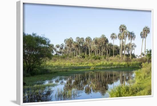 El Palmar Parque National, Where the Last Palm Yatay Can Be Found, Argentina-Peter Groenendijk-Framed Photographic Print