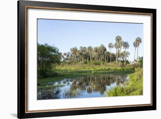 El Palmar Parque National, Where the Last Palm Yatay Can Be Found, Argentina-Peter Groenendijk-Framed Photographic Print