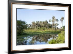 El Palmar Parque National, Where the Last Palm Yatay Can Be Found, Argentina-Peter Groenendijk-Framed Photographic Print