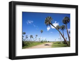 El Palmar Parque National, Where the Last Palm Yatay Can Be Found, Argentina-Peter Groenendijk-Framed Photographic Print