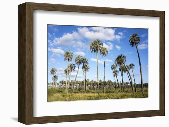 El Palmar Parque National, Where the Last Palm Yatay Can Be Found, Argentina-Peter Groenendijk-Framed Photographic Print