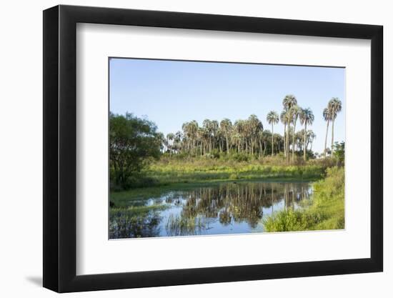 El Palmar Parque National, Where the Last Palm Yatay Can Be Found, Argentina-Peter Groenendijk-Framed Photographic Print