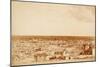 El Paso, Texas Panoramic-F. Parker-Mounted Premium Giclee Print