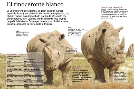 El rinoceronte blanco.' Photographic Print | AllPosters.com