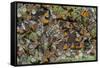 El Rosario Butterfly Reserve, Mexico-Howie Garber-Framed Stretched Canvas