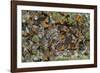 El Rosario Butterfly Reserve, Mexico-Howie Garber-Framed Photographic Print