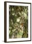 El Rosario Monarch Butterfly Reserve, Michoacan, Angangueilo, Mexico-Howie Garber-Framed Photographic Print