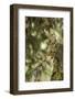 El Rosario Monarch Butterfly Reserve, Michoacan, Angangueilo, Mexico-Howie Garber-Framed Photographic Print