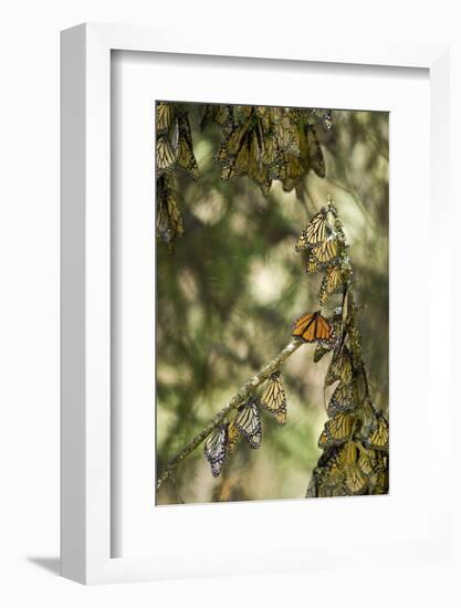 El Rosario Monarch Butterfly Reserve, Michoacan, Angangueilo, Mexico-Howie Garber-Framed Photographic Print