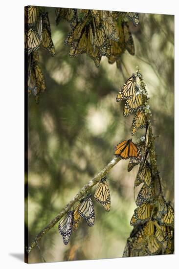 El Rosario Monarch Butterfly Reserve, Michoacan, Angangueilo, Mexico-Howie Garber-Stretched Canvas