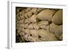 El Salvador, Central America Ataco Coffee, El Carmen Estate.-Connie Bransilver-Framed Photographic Print