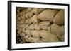 El Salvador, Central America Ataco Coffee, El Carmen Estate.-Connie Bransilver-Framed Photographic Print