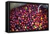 El Salvador, Central America. Carmen Organic Coffee Estate.-Connie Bransilver-Framed Stretched Canvas