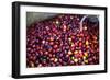 El Salvador, Central America. Carmen Organic Coffee Estate.-Connie Bransilver-Framed Photographic Print