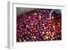 El Salvador, Central America. Carmen Organic Coffee Estate.-Connie Bransilver-Framed Photographic Print