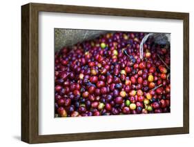 El Salvador, Central America. Carmen Organic Coffee Estate.-Connie Bransilver-Framed Photographic Print