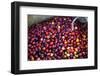 El Salvador, Central America. Carmen Organic Coffee Estate.-Connie Bransilver-Framed Photographic Print