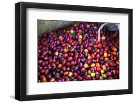 El Salvador, Central America. Carmen Organic Coffee Estate.-Connie Bransilver-Framed Photographic Print