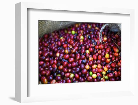 El Salvador, Central America. Carmen Organic Coffee Estate.-Connie Bransilver-Framed Photographic Print