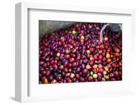 El Salvador, Central America. Carmen Organic Coffee Estate.-Connie Bransilver-Framed Photographic Print